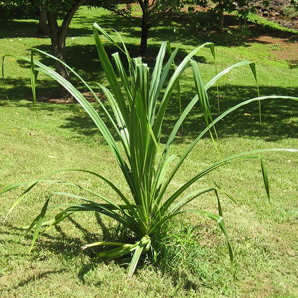 Tanaman Pandan Wangi Jumbo - Pohon Daun Pandan - Pandanus amaryllifolius