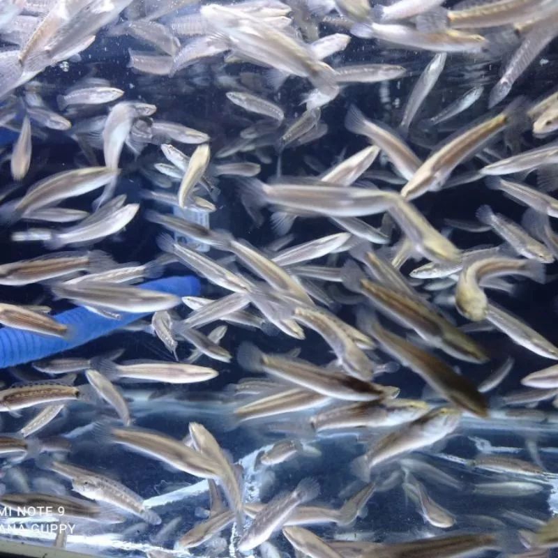 Channa pulchra ukuran 7-8cm yellow spot&black dot ajib kualitas mewah