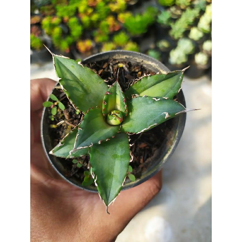Agave Titanota Solar Eclipse | kaktus dan sukulen