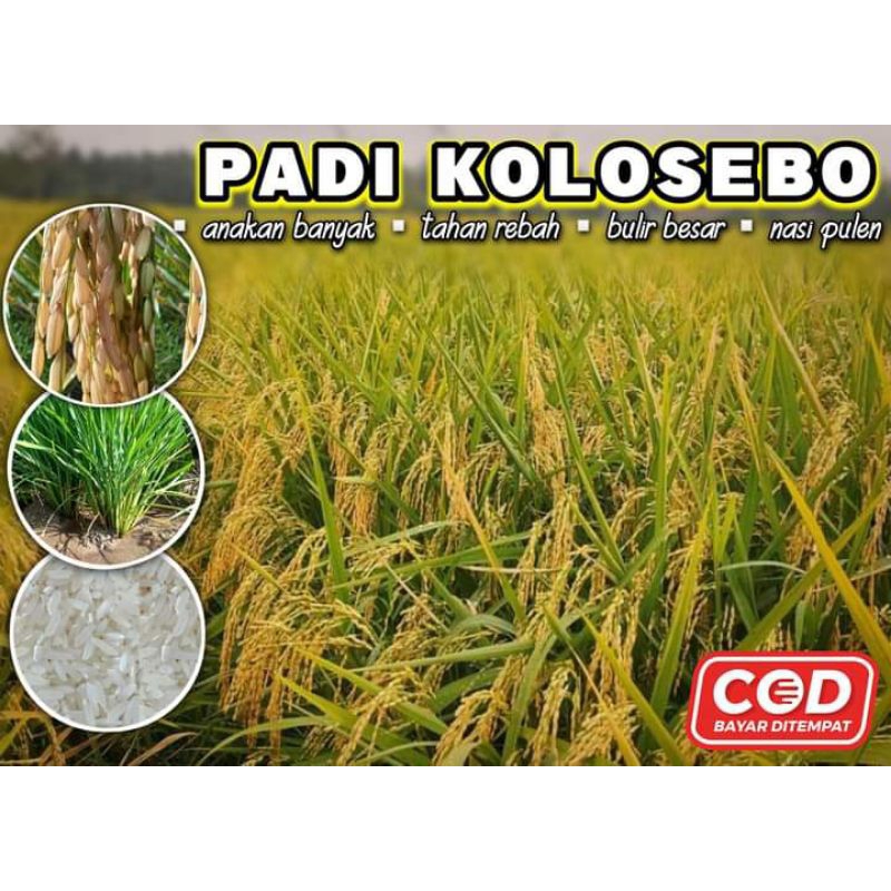 Benih padi kolosebo 1kg bibit padi unggul