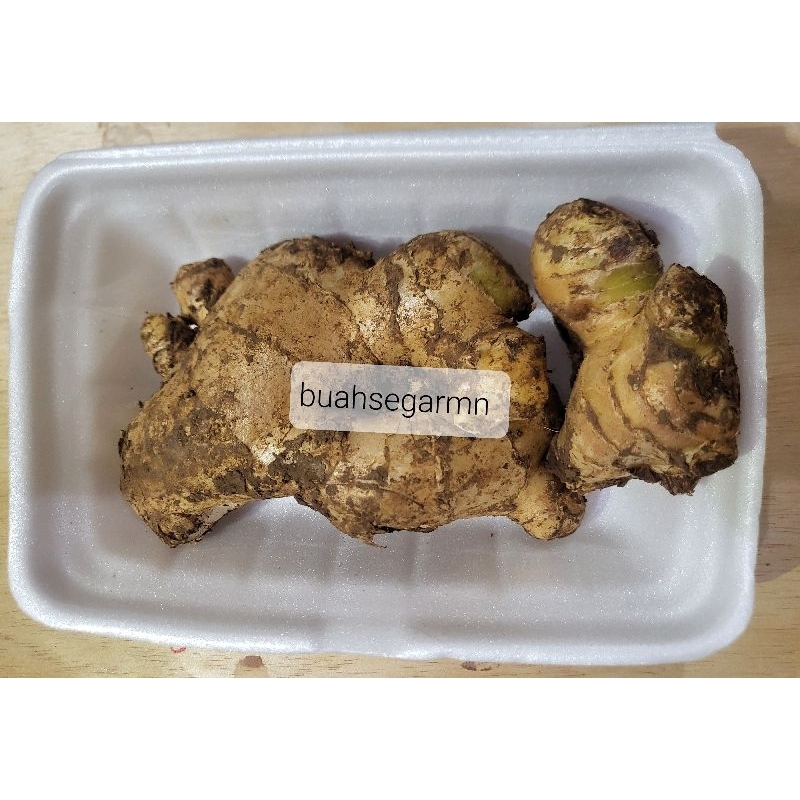 

Jahe Gajah/Jahe Putih