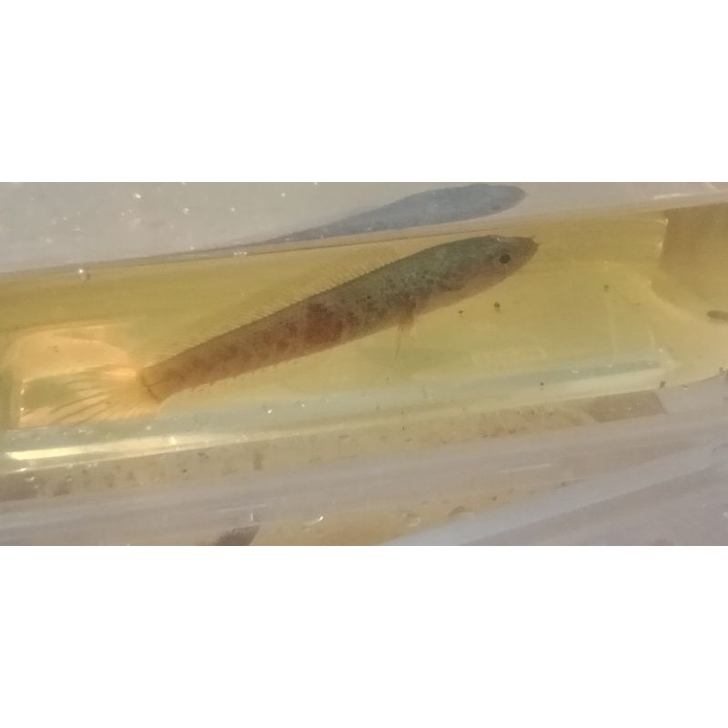 auranti grade B sz 10-15cm