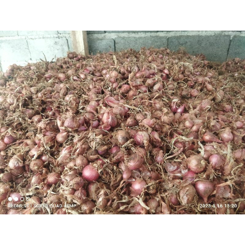 RB Bibit bawang merah siap tanam varietas bali karet/batu ijo 1kg