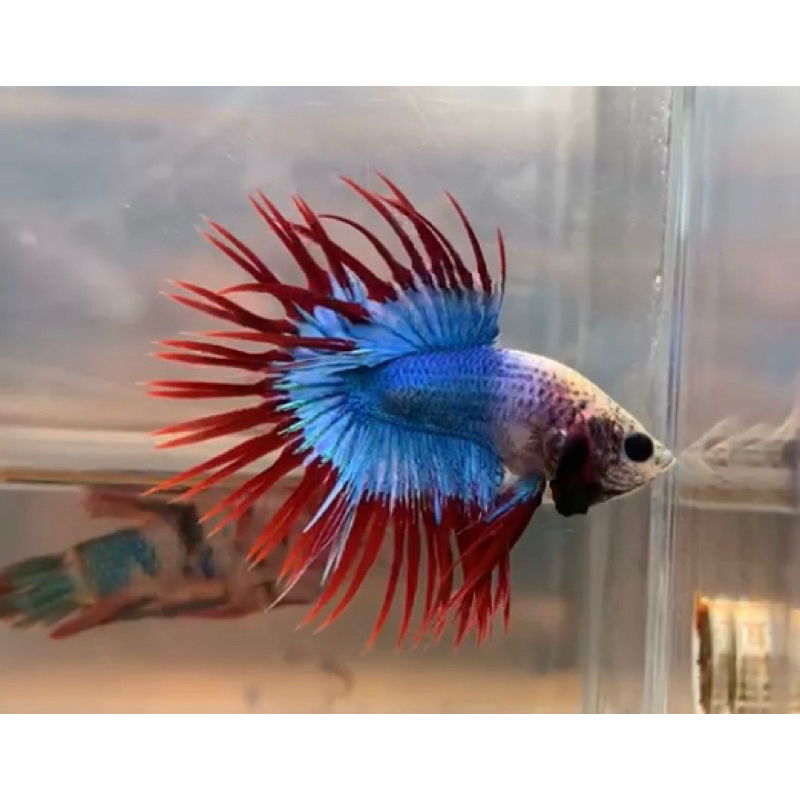 mainan  CT Mascot & VT Grizzle pink (D)