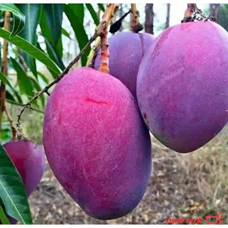 bibit mangga Irwin, mangga Irwin, mangga Irwin Australia