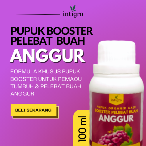 Pupuk Buah Anggur Pupuk Pelebat Buah Anggur / Pupuk Anggur Cepat Berbuah Besar Generatif / Pupuk Ang