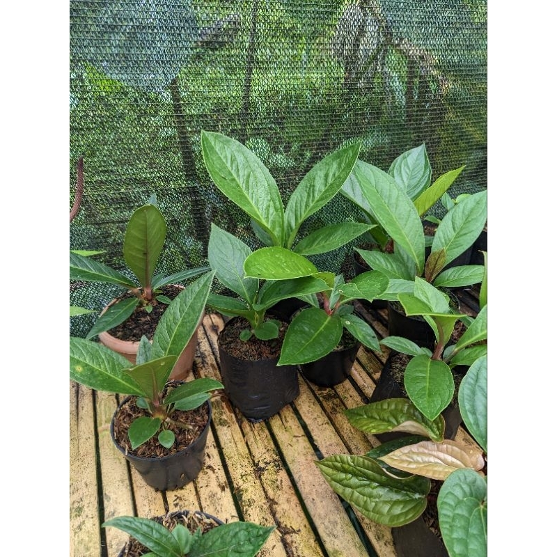 DIARY PETANI - Anthurium Jemani Cobra Mewah