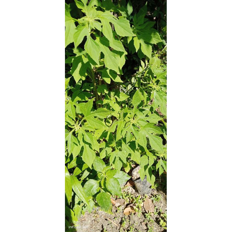 

daun insulin segar fresh petik 50 lembar.