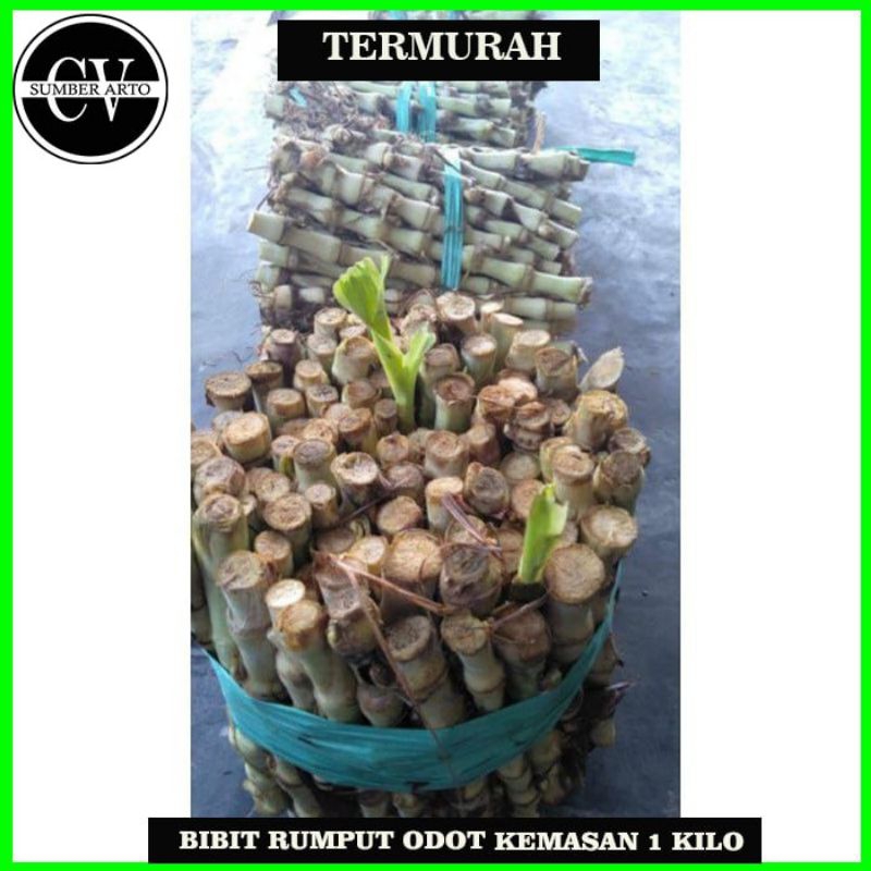 Bibit Rumput Odot Kemasan 1 kilo. Bibit Odot Kemasan 1 kilo.