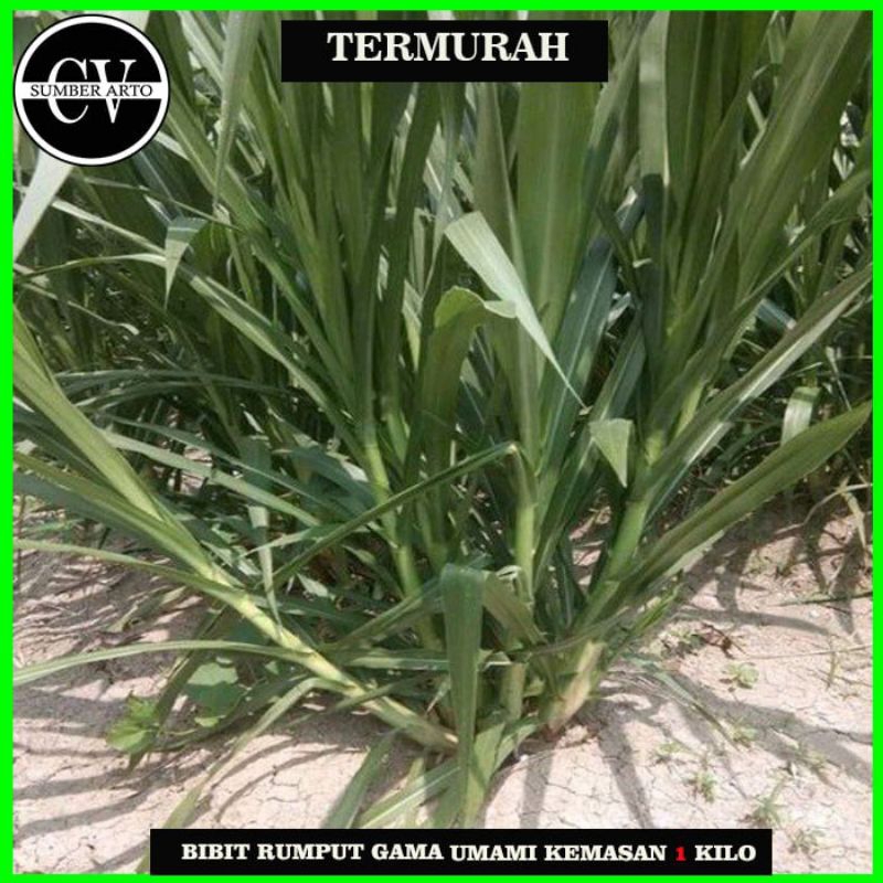 Bibit Rumput Gama umami kemasan 1 Kilo. Bibit Rumput Gama umami.