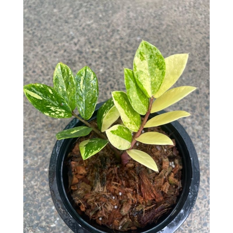 Tanaman Hias Zamia asli variegata / jamia kulkas varigata / zamia culcas / Zamioculcas zamiifolia va