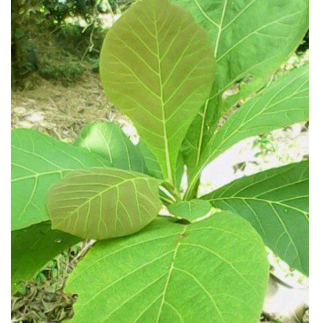 

Daun Pohon Jati Segar 1 kg