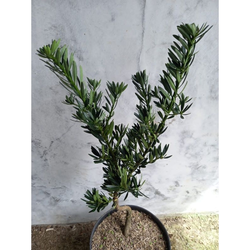 Lohansung Blue Cincuan Tinggi