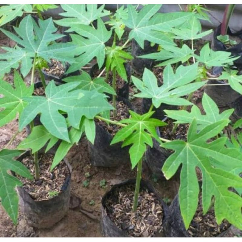 Tanaman pepaya California/bibit pohon pepaya California/pohon pepaya California