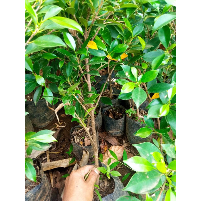 Bahan bonsai kimeng cangkok rawatan