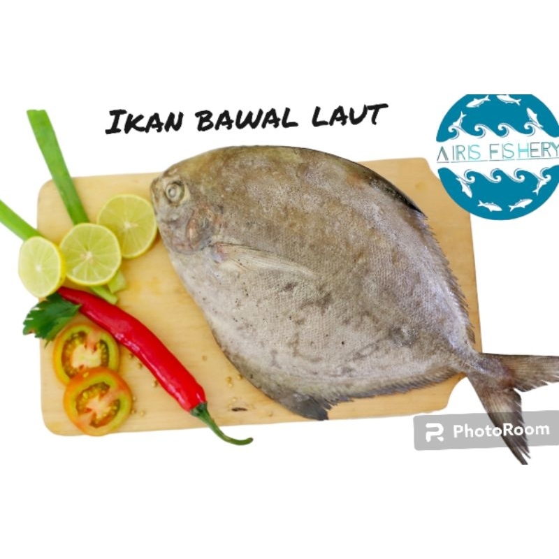 

Ikan bawal laut / Bawal laut segar