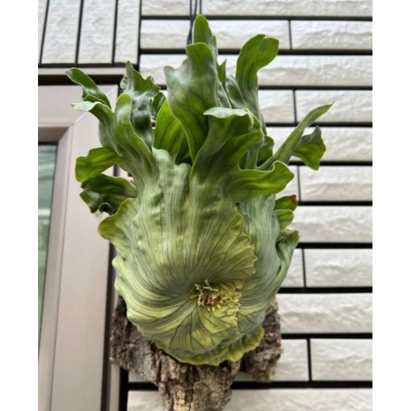 platycerium_wandae dwarf 100% original produk