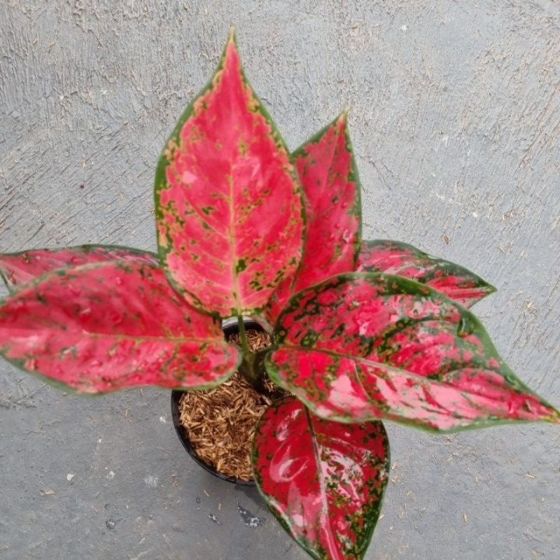 Aglaonema Red king
