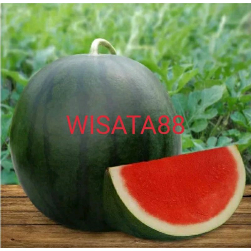 

buah semangka merah / non biji / manis / original lokal