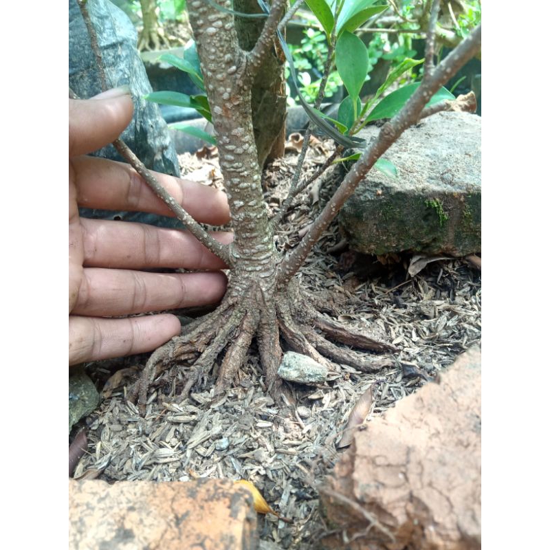 bahan kimeng pecah batang murah