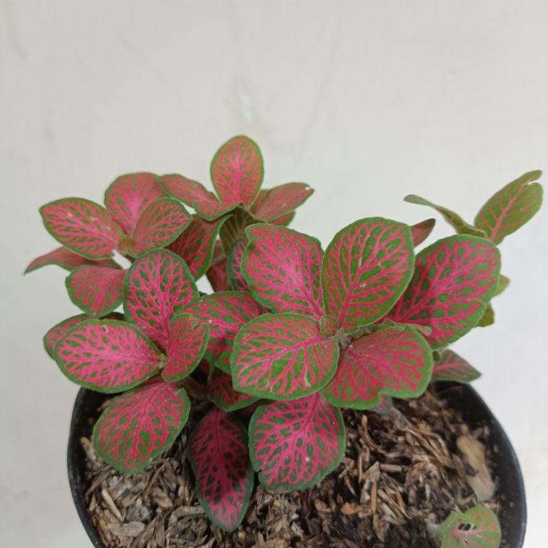Fitonia mini pink import - tanaman hias fitonia pink import rimbun