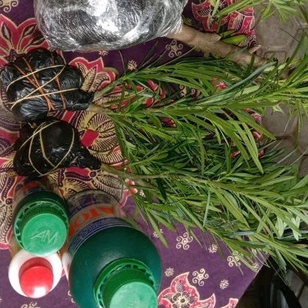 Bibit Pohon Lohansung Lidah Burung