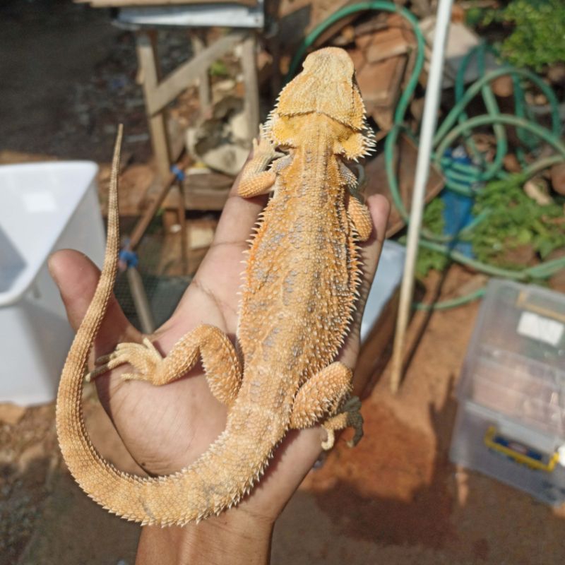 bearded dragon hypo ph trans