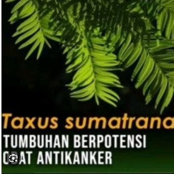 herbal taxus sumatrana | kulit dan daun sudah kering