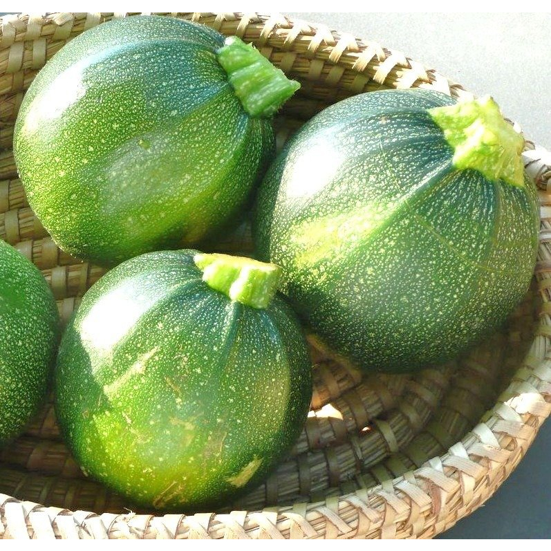 Benih Bibit Biji - Courgette Tonda Di Piacenza Zucchini Zukini Italian Squash Seeds - IMPORT