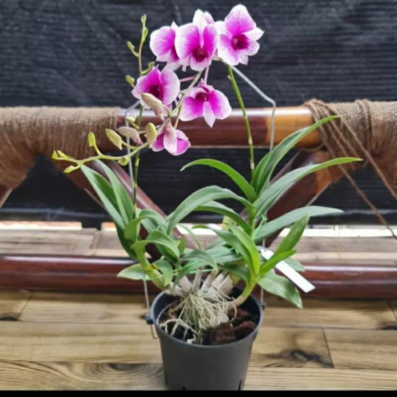 dendrobium yaya compactum spike/knop