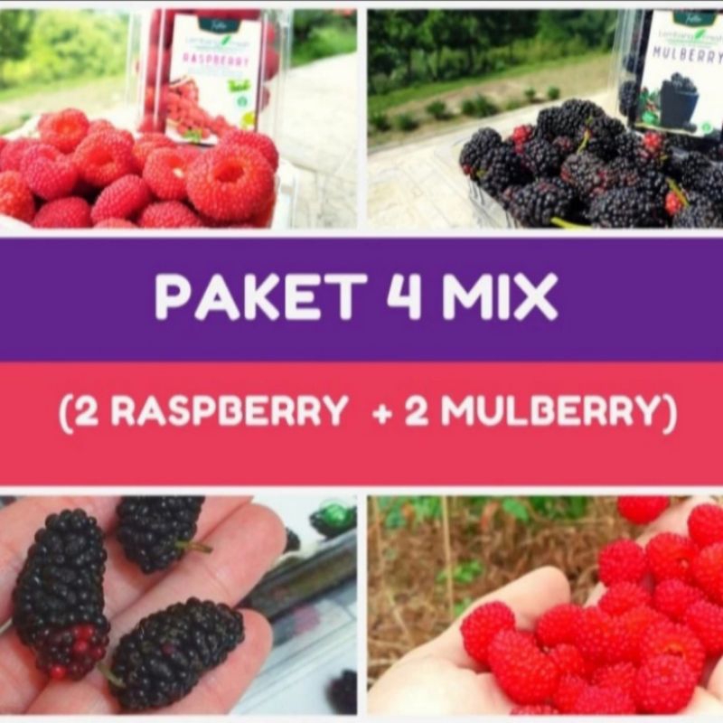 

Paket Mix 2 Raspberry 2 Mulberry Buah Fresh Lembang