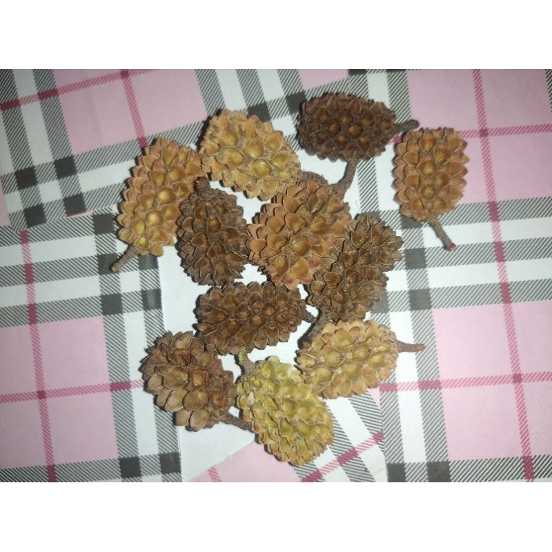 Biji Durian Biji Cemara// Biji kerajinan// Buah Pinus Laut/ Pinus Pantai