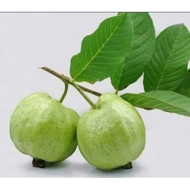 

Jambu Kristal fresh petik dari pohon langsung