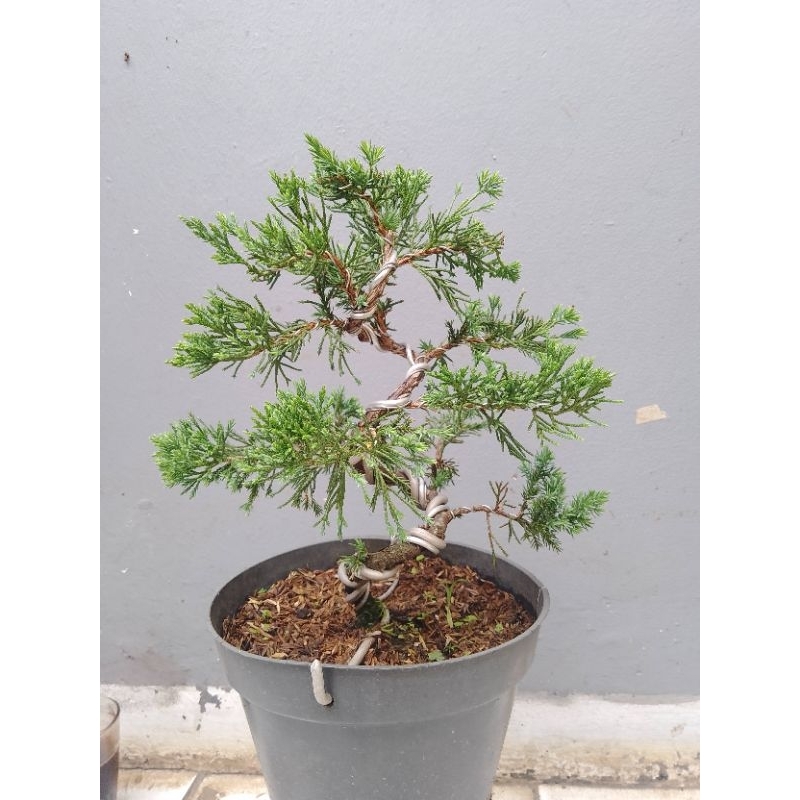 bonsai jadi juniperus Cemara sinencis sudah kawat