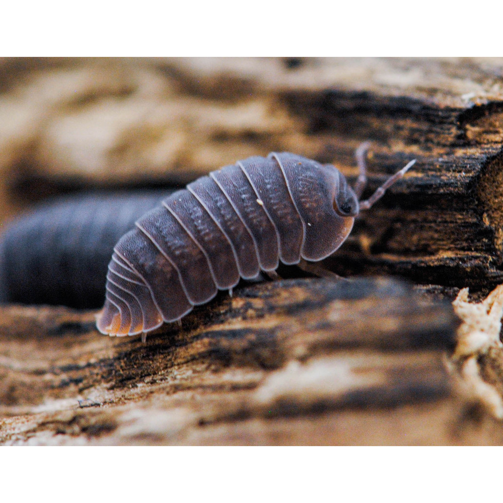 ISOPODS / ISOPODA CUBARIS MURINA