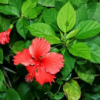 

DAUN bunga sepatru / WORA WARI BANG perlembar / 1 PCS