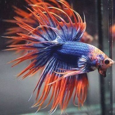 Cupang Maskot (CrownTail / Serit)