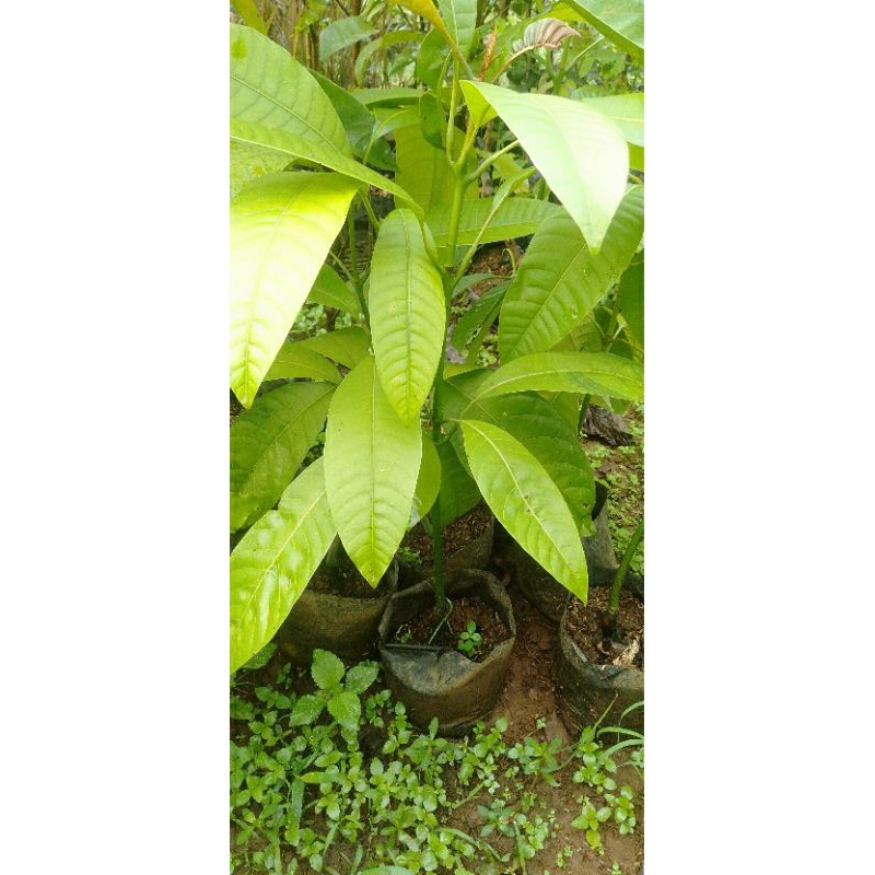 Bibit pohon buah Limus/pohon buah bacang