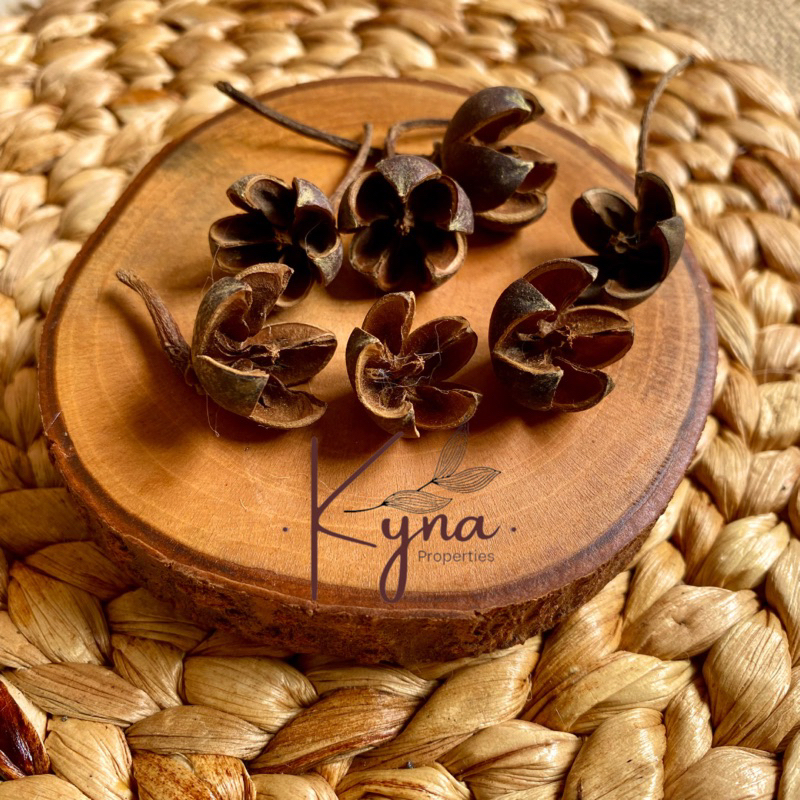 Aneka Biji Rustic / Puspa Puspo / Biji Rotan / Biji Saga / Pinus / Kyna Properties