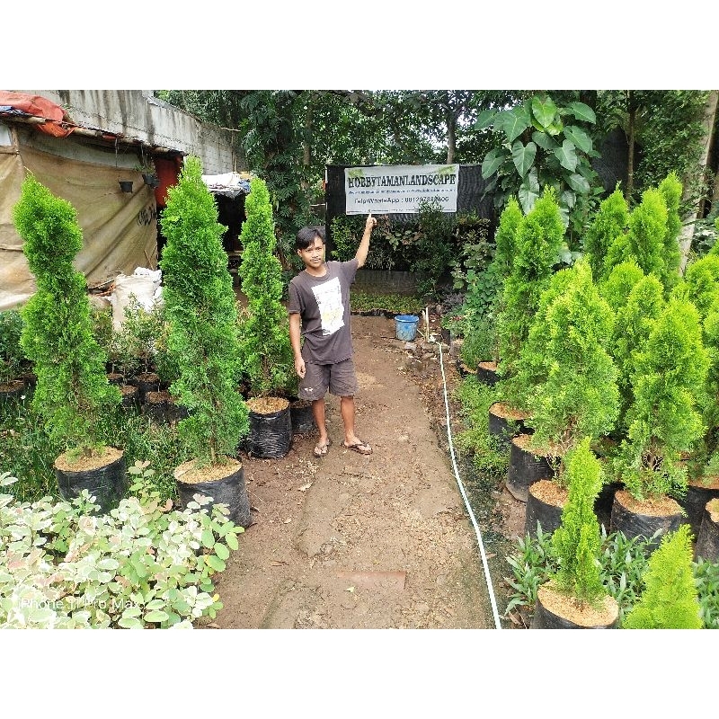 Pohon Cemara Kipas Tinggi 2 Meter Tanaman Cemara Kipas Tinggi 2 Meter