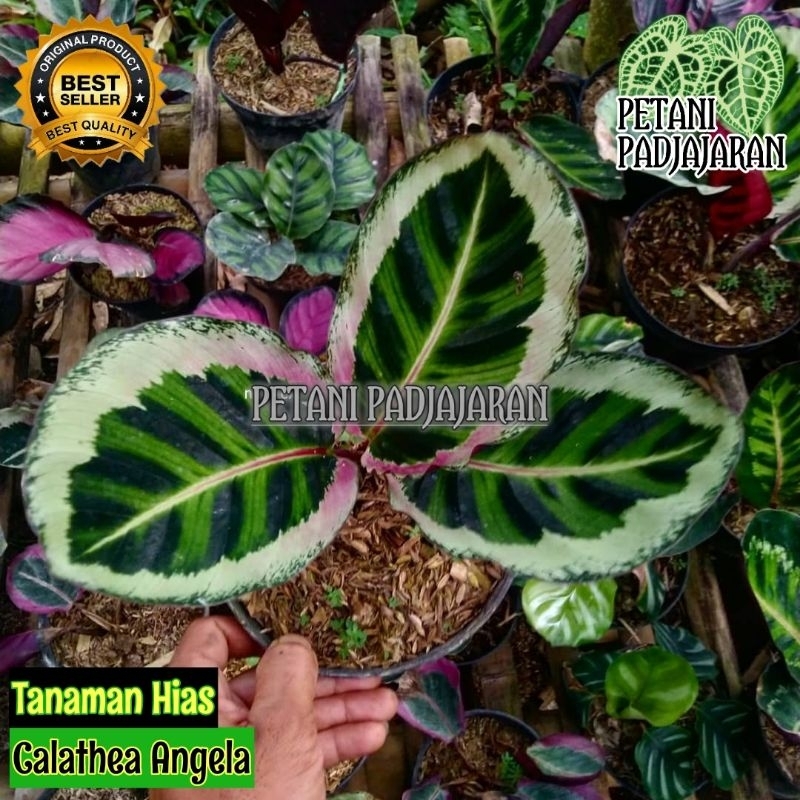 Tanaman Hias Calathea Angela - Calathea Angela