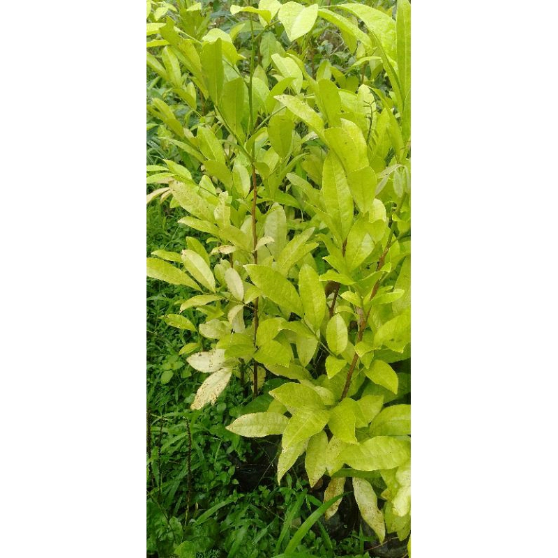 Bibit Tanaman Cendana Bali-pohon Cendana Bali