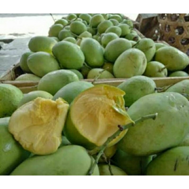 

Buah Mangga Indramayu mengkel 1kg