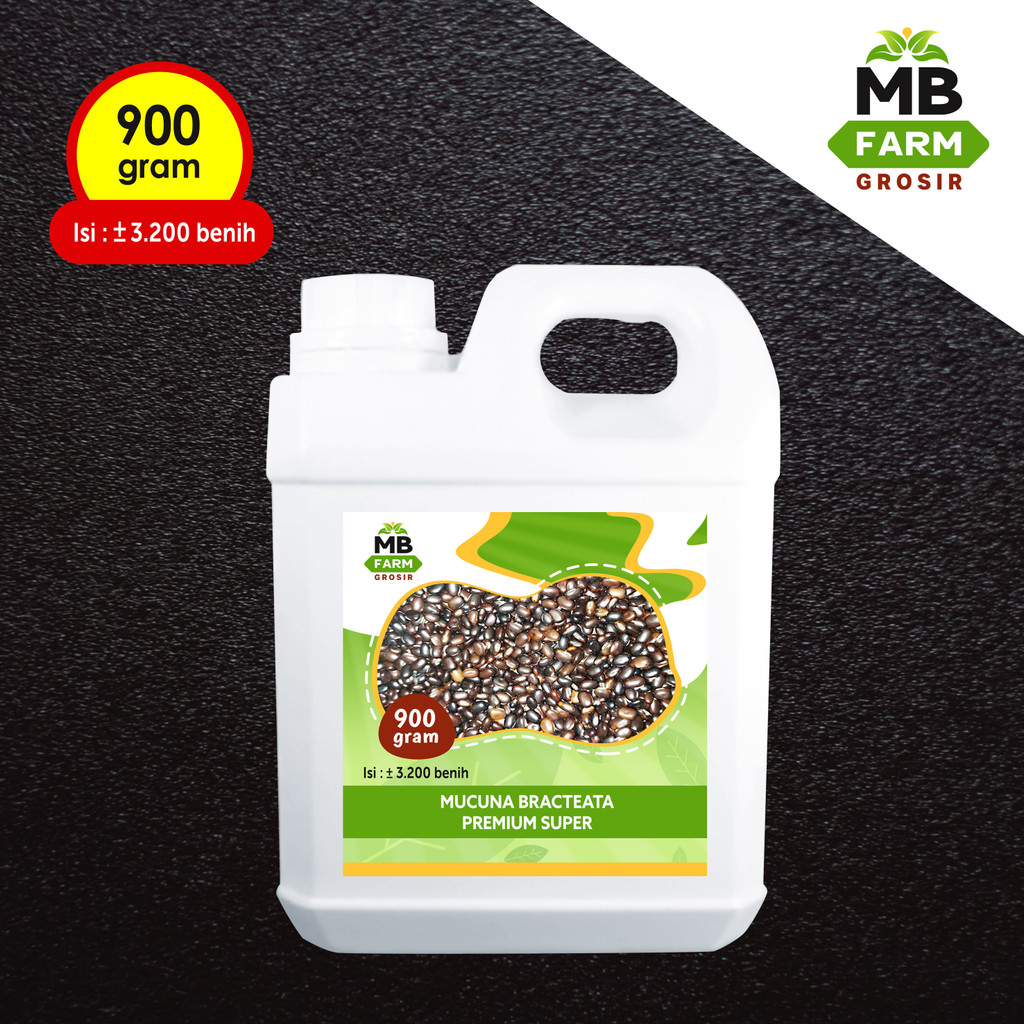 Benih Mucuna bracteata premium super lokal bibit tanaman mucuna bracteata kacang kacangan
