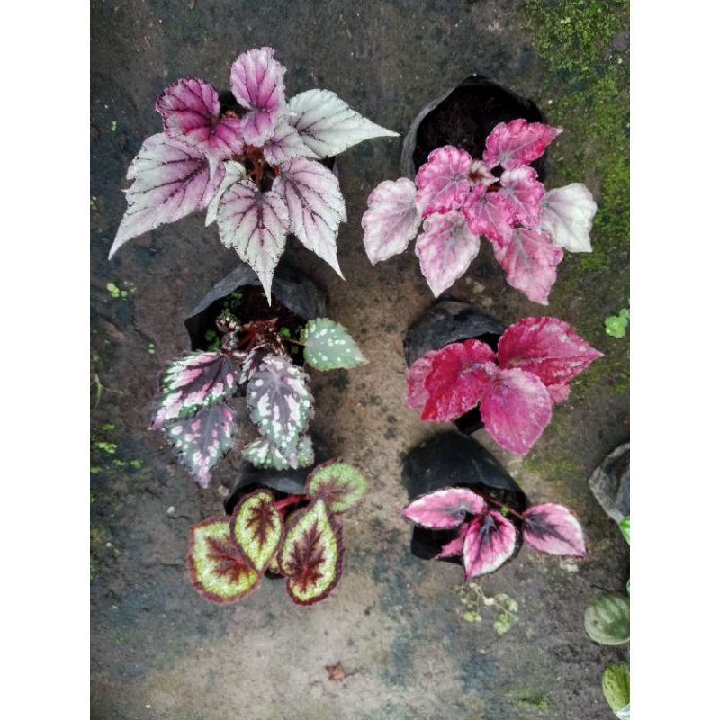 paket begonia Beli 5 gratis 1