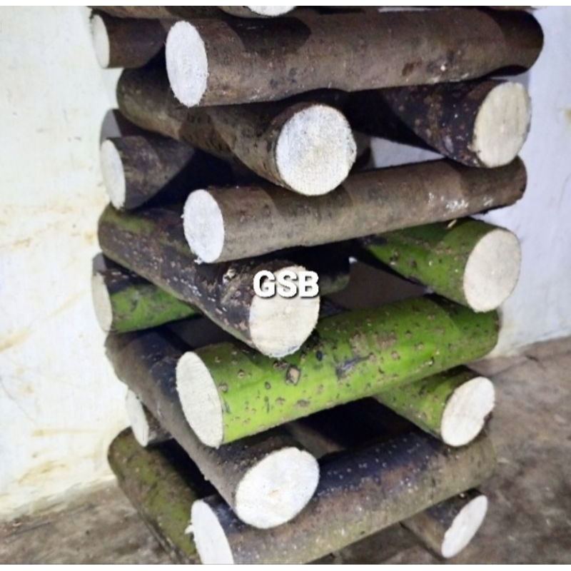 

Batang kayu lemo kayu kilemo isi 2 batang