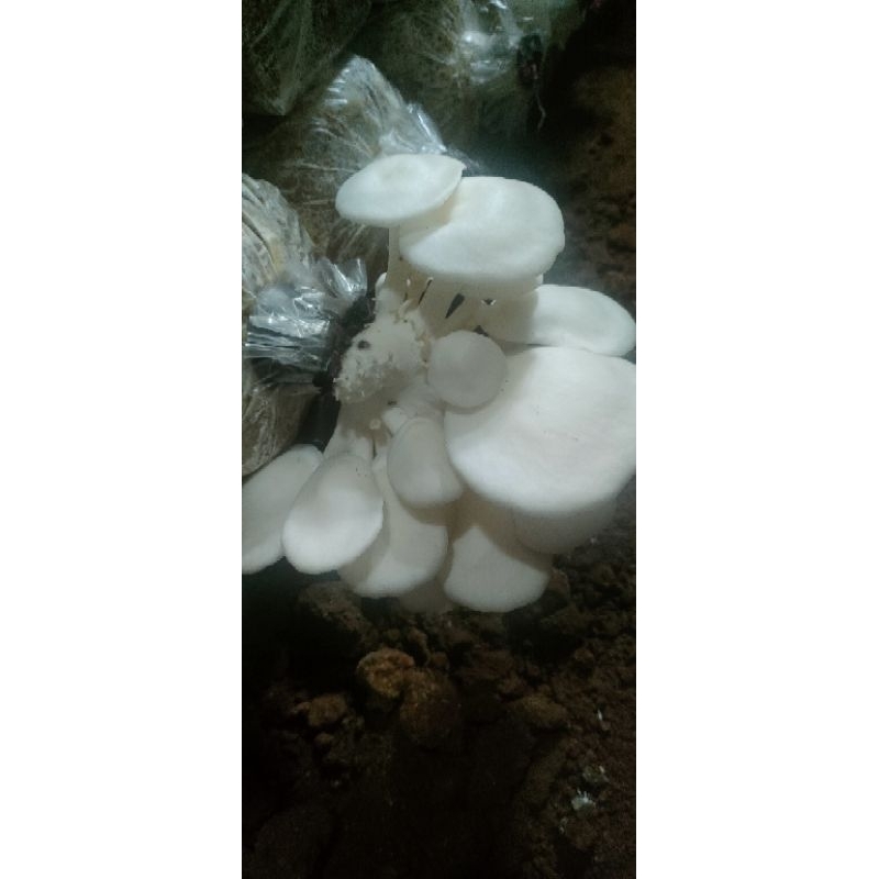 

Baglog Jamur Tiram Putih Siap Panen