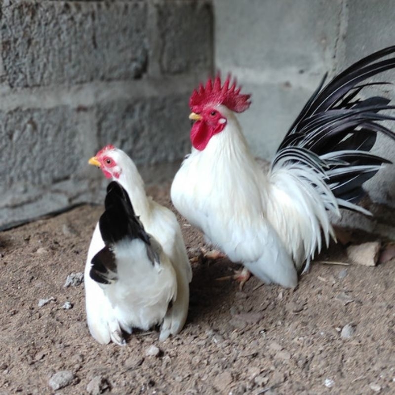 

TELUR AYAM HIAS KATE CEPER SIAP DI TETASKAN