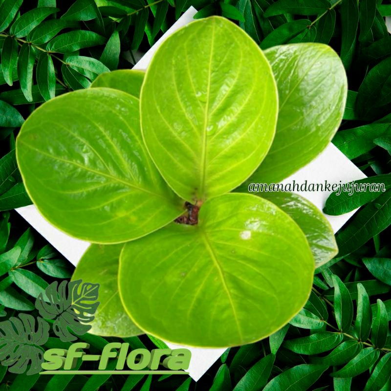 Tanaman Hias  Anthurium Jemani Mangkok lady gaga- jemani mangkok lady Gaga anthurium koleksian