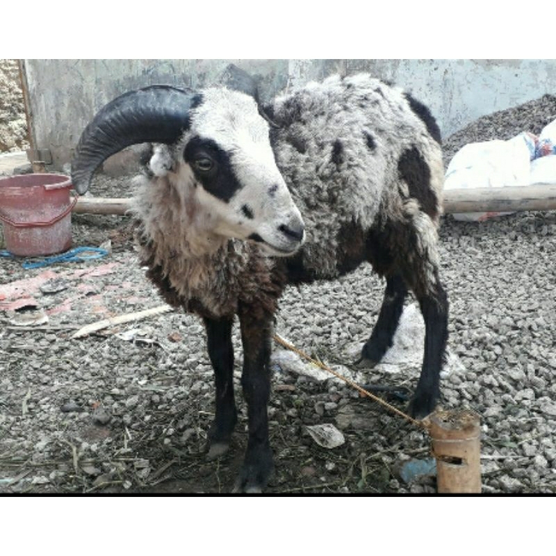 

domba qurban bandung